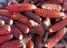 Load image into Gallery viewer, Corn Dent Bloody Butcher - Extremely Rare