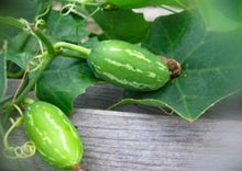 Load image into Gallery viewer, Tindoora ( Ivy Gourd / Dondakaya / Coccinia Indica)