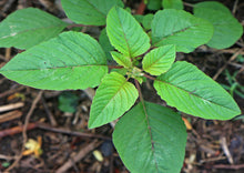 Load image into Gallery viewer, Indian Tothakoora seeds online