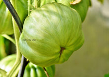 Load image into Gallery viewer, Tomato Classic Beefsteak