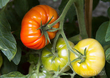Load image into Gallery viewer, Tomato Classic Beefsteak