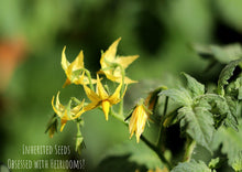 Load image into Gallery viewer, Tomato Classic Beefsteak