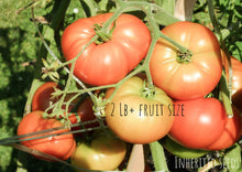 Load image into Gallery viewer, Tomato Collection Value Pack (10 Varieties)