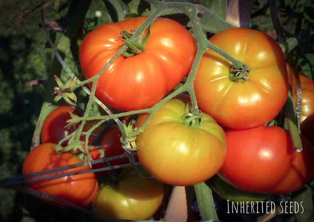 Three brandywine tomatoes, heirloom beefsteak tomato