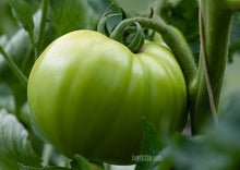 Load image into Gallery viewer, Tomato Brandywine Pink