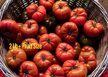 Load image into Gallery viewer, Tomato Classic Beefsteak
