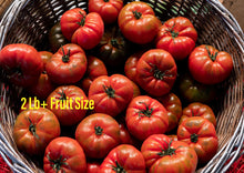 Load image into Gallery viewer, Tomato Classic Beefsteak