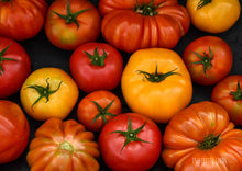 Load image into Gallery viewer, Tomato Legendary Mortgage Lifter Large (2 LB+)