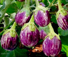 Load image into Gallery viewer, “Organic Indian eggplant growing guide – best variety for home gardens”