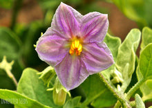 Load image into Gallery viewer, Eggplant Petch Siam (Nellore Brinjal)