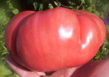 Load image into Gallery viewer, Tomato Brandywine Pink