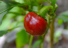 Load image into Gallery viewer, Cherry Bomb Hot Chilli Pepper