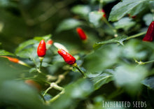 Load image into Gallery viewer, Chilli African Birdseye
