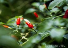 Load image into Gallery viewer, Chilli African Birdseye
