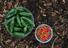 Load image into Gallery viewer, Chilli African Birdseye