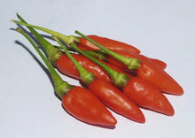 Load image into Gallery viewer, Chilli African Birdseye