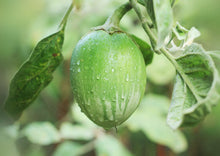 Load image into Gallery viewer, Eggplant Petch Siam (Nellore Brinjal)