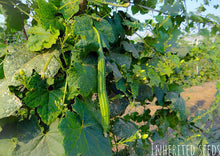Load image into Gallery viewer, Indian Heirloom Ridge Gourd Seeds – Luffa / Turai
