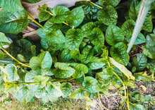 Load image into Gallery viewer, Spinach Green Malabar (Poi / Bachali)