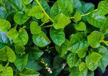Load image into Gallery viewer, Spinach Green Malabar (Poi / Bachali)