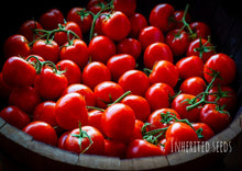 Load image into Gallery viewer, Tomato Red Cherry - Gardener's Delight
