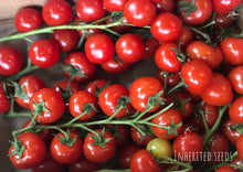 Load image into Gallery viewer, Tomato Red Cherry - Gardener's Delight