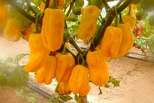 Load image into Gallery viewer, Chilli Caribbean Yellow Habanero 450K+ SHU