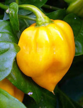 Load image into Gallery viewer, Chilli Caribbean Yellow Habanero 450K+ SHU