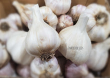 Load image into Gallery viewer, German Red Hardneck Garlic