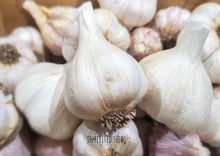 Load image into Gallery viewer, German Red Hardneck Garlic