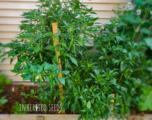 Load image into Gallery viewer, Chilli Guntur Sannam