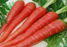 Load image into Gallery viewer, Carrot Sweet Red