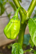 Load image into Gallery viewer, Chilli Caribbean Yellow Habanero 450K+ SHU