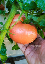Load image into Gallery viewer, Tomato Legendary Mortgage Lifter Large (2 LB+)