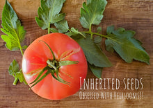 Load image into Gallery viewer, Tomato Legendary Mortgage Lifter Large (2 LB+)