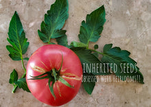 Load image into Gallery viewer, Tomato Legendary Mortgage Lifter Large (2 LB+)