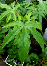 Load image into Gallery viewer, Gongura Green Stemmed / Thella Gongura