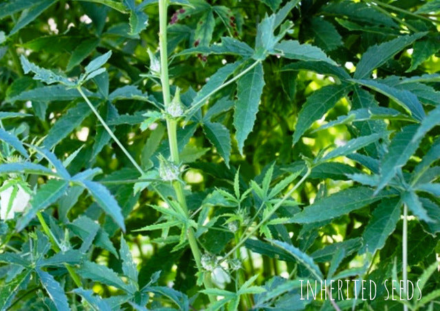 gorintaku plant seeds Gongura Green Stemmed / Thella Gongura – Inherited Seeds