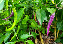 Load image into Gallery viewer, Chilli Buena Mulata Hot Pepper