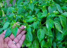 Load image into Gallery viewer, Chilli Kanthari / Indian Birdseye