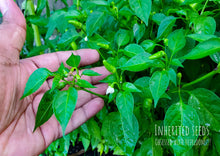 Load image into Gallery viewer, Chilli Kanthari / Indian Birdseye