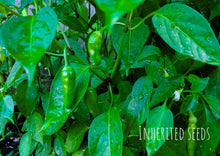 Load image into Gallery viewer, Chilli Kanthari / Indian Birdseye