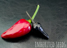 Load image into Gallery viewer, Chilli Black Hungarian Premium
