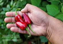 Load image into Gallery viewer, Chilli Black Hungarian Premium