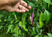 Load image into Gallery viewer, Chilli Buena Mulata Hot Pepper