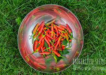 Load image into Gallery viewer, Chilli Ring O' Fire