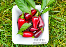 Load image into Gallery viewer, Chilli Black Hungarian Premium