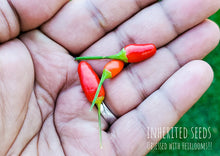 Load image into Gallery viewer, Chilli Vietnamese Birdseye
