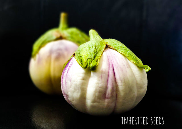 rosa bianca eggplant seeds Eggplant Rosa Bianca – Inherited Seeds