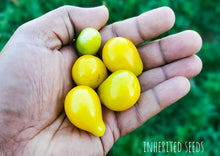 Load image into Gallery viewer, Tomato Yellow Pear